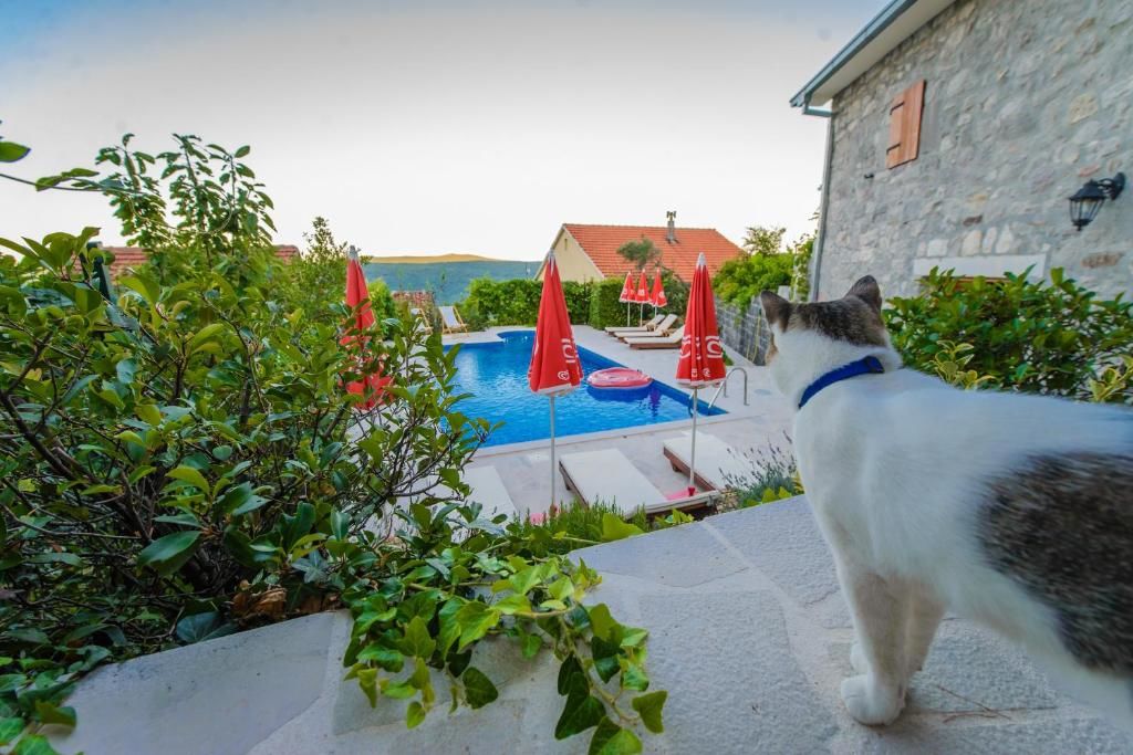 Виллы Mediteraneo Villa Kaluđerovići